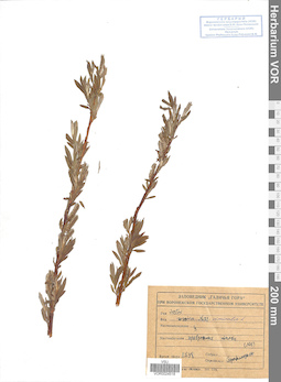 VOR 0024518
