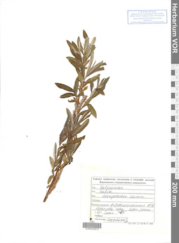 VOR 0024513