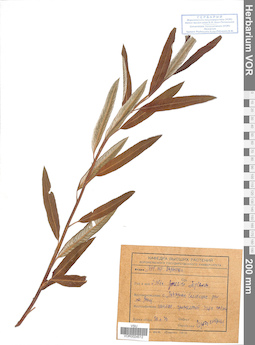 VOR 0024512