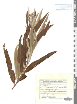 VOR 0024511