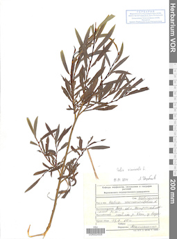VOR 0024508