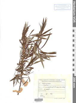 VOR 0024506