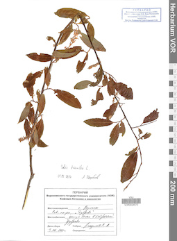 VOR 0024570