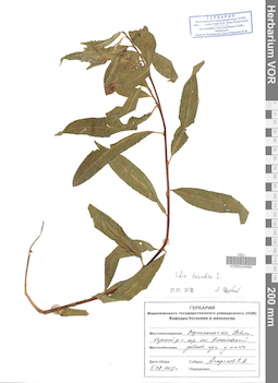VOR 0024569