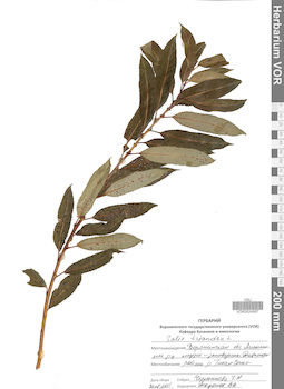 VOR 0024567