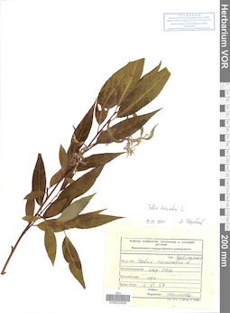VOR 0024565