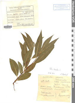 VOR 0024564
