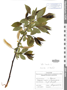 VOR 0024562