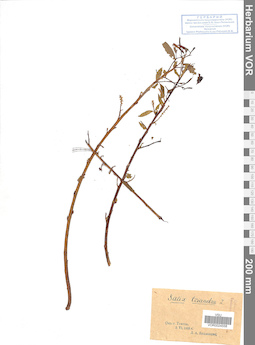 VOR 0024558