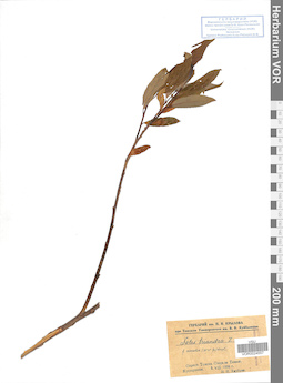 VOR 0024557