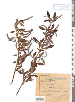 VOR 0024555