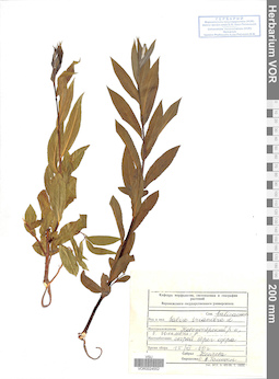 VOR 0024552