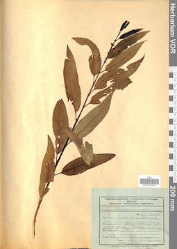 VOR 0024551