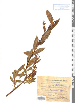 VOR 0024549