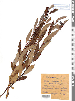 VOR 0024545