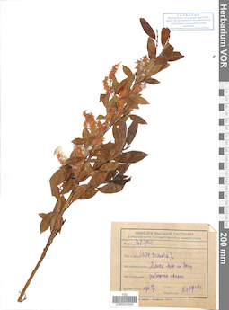 VOR 0024540