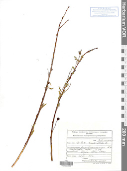 VOR 0024535