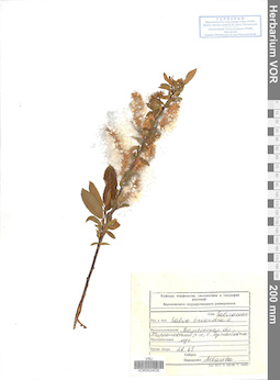 VOR 0024530