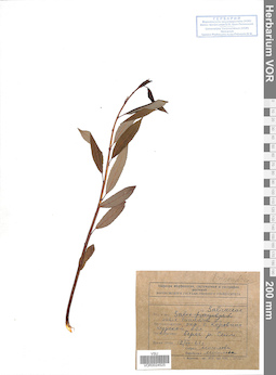 VOR 0024525
