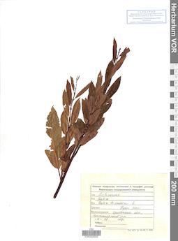 VOR 0024520