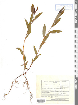 VOR 0024515