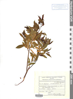 VOR 0024510