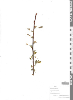 VOR 0024660