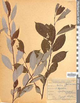 VOR 0024655