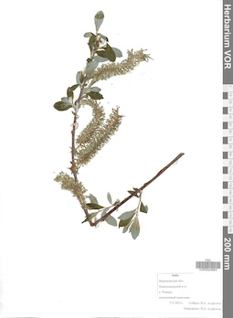 VOR 0024654