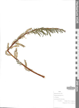 VOR 0024644