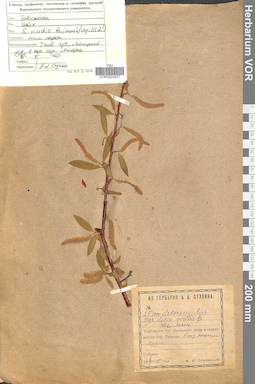 VOR 0024527