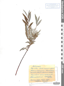 VOR 0024490