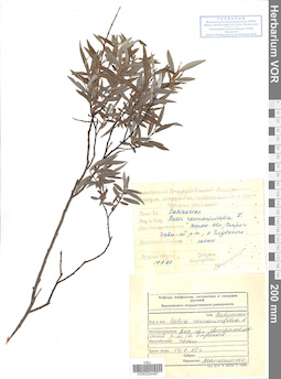 VOR 0024487