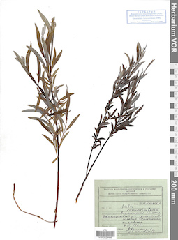 VOR 0024486