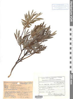 VOR 0024485
