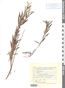 VOR 0024484