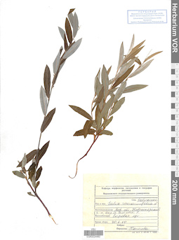 VOR 0024482