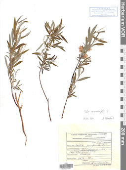 VOR 0024481