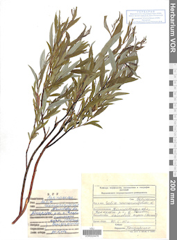 VOR 0024476