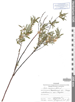 VOR 0024464