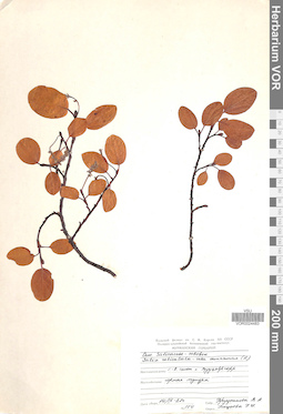VOR 0024483
