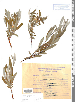 VOR 0024876