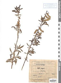 VOR 0024861