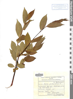 VOR 0024871