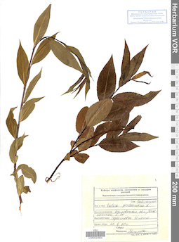 VOR 0024854