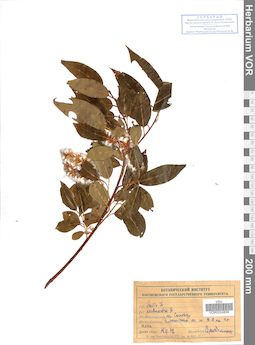 VOR 0024839
