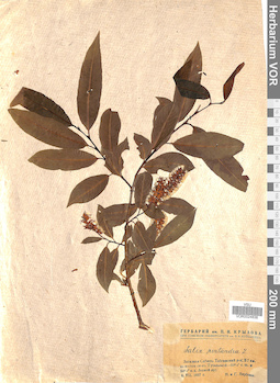 VOR 0024838