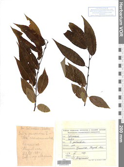 VOR 0024832