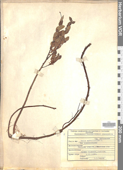 VOR 0024845