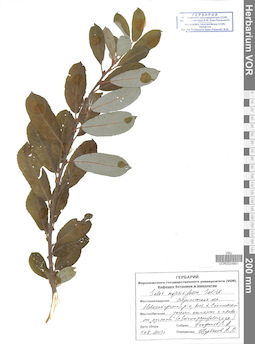 VOR 0024851